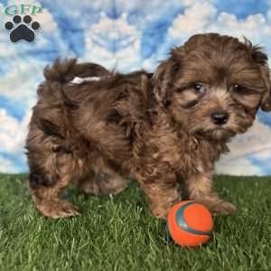 Chevy, Shih-Poo Puppy